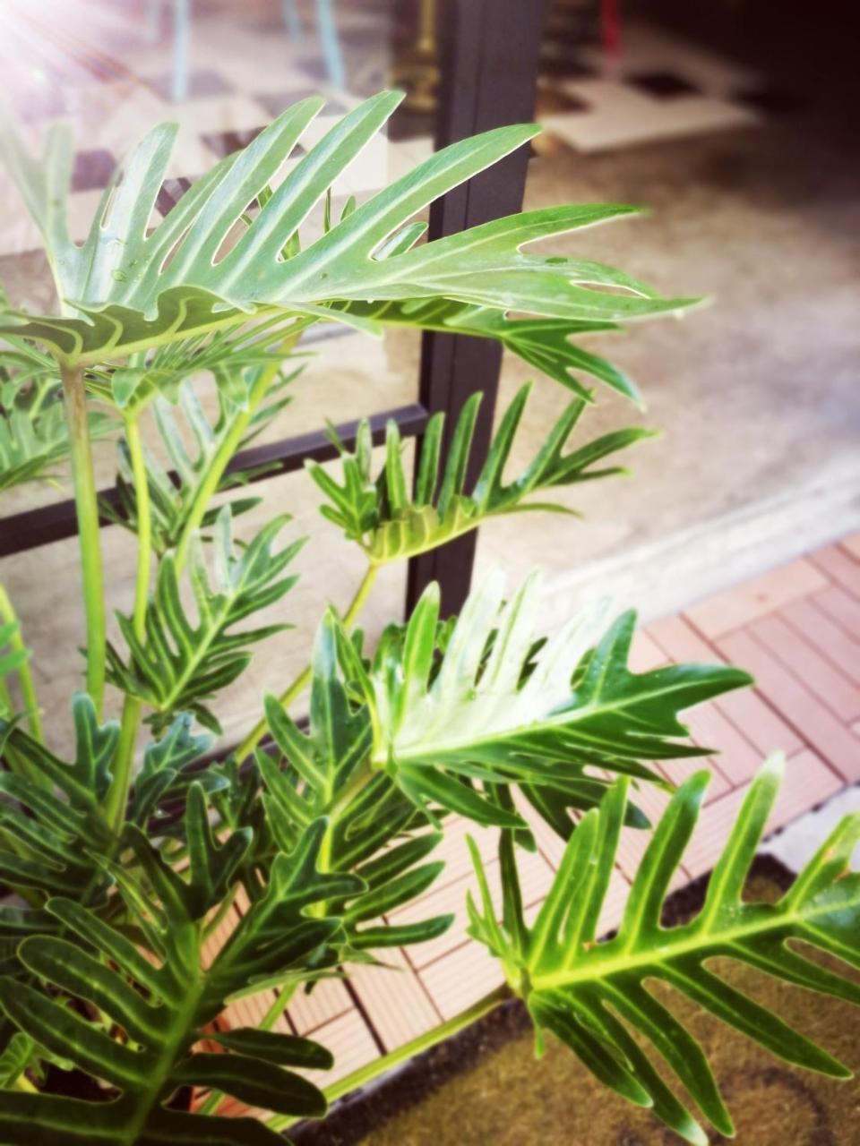 小步洋樓民宿kokokara House Tainan Dış mekan fotoğraf